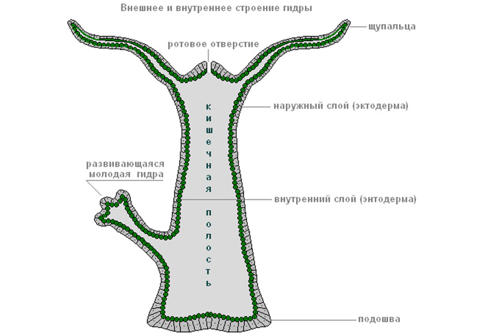 Даркнет ссылка